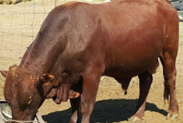 Brahman cattle and calves for sale