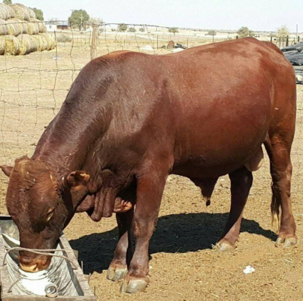 Brahman cattle and calves for sale