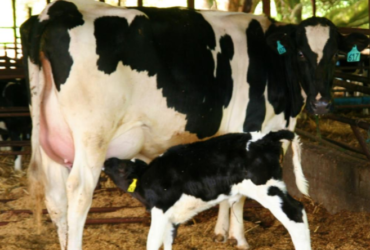 Friesian cattle and calves for sale