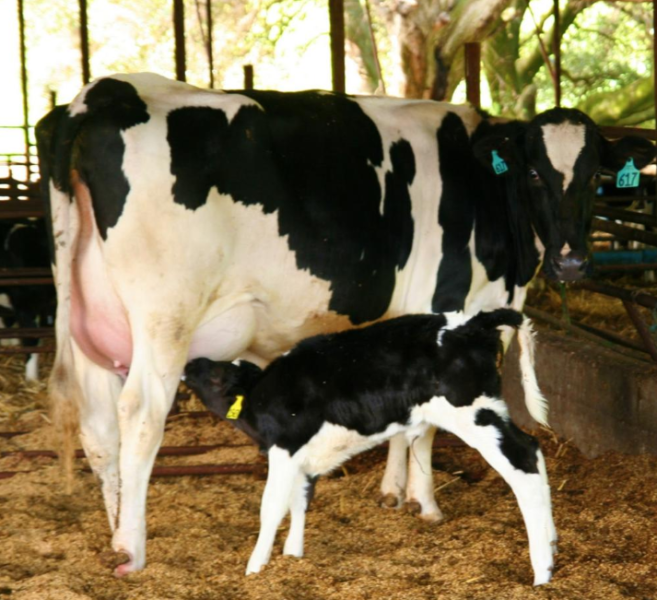 Friesian cattle and calves for sale