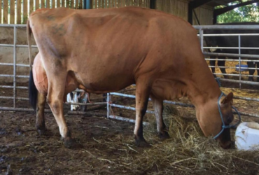 Jersey cattle and calves for sale