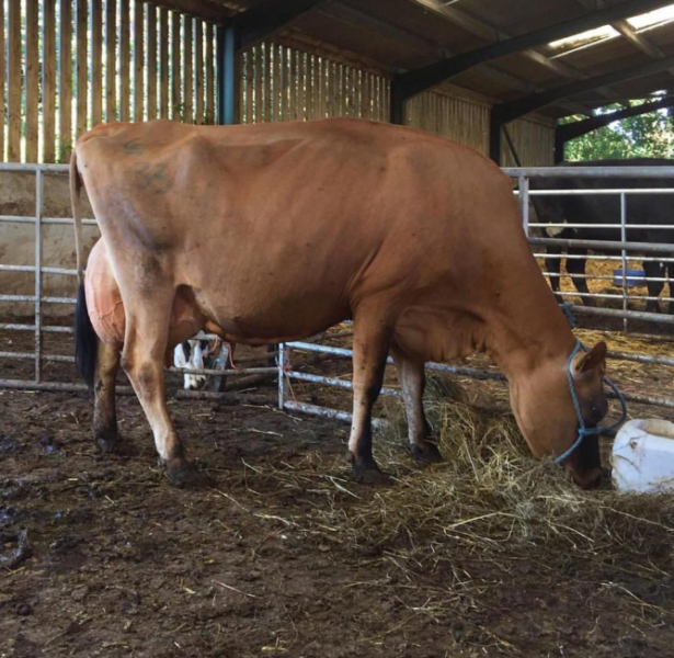 Jersey cattle and calves for sale