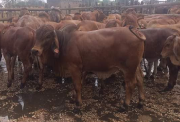 Nguni cattle and calves for sale