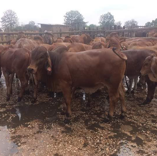 Nguni cattle and calves for sale