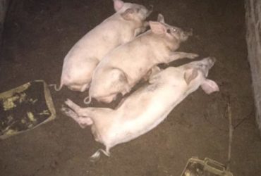 Large white pigs and piglets for sale