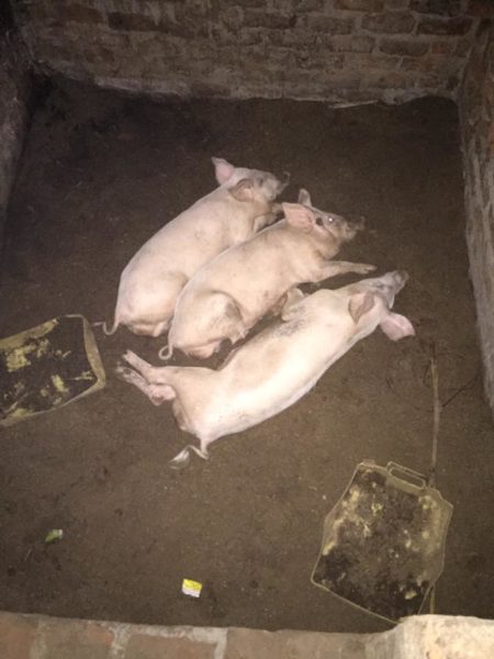 Large white pigs and piglets for sale