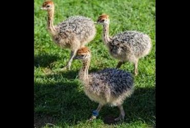 Quality ostrich and emu chicks/ eggs available