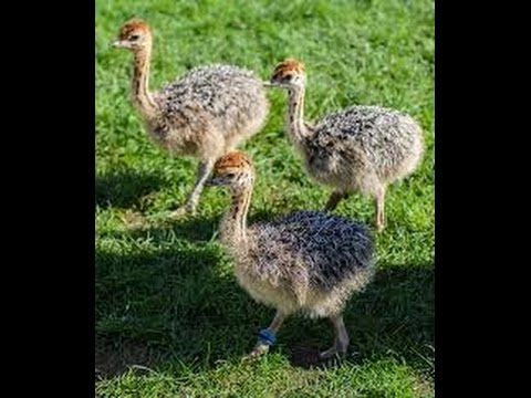 Quality ostrich and emu chicks/ eggs available