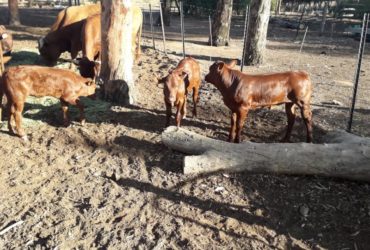 Buy cattle and calves online