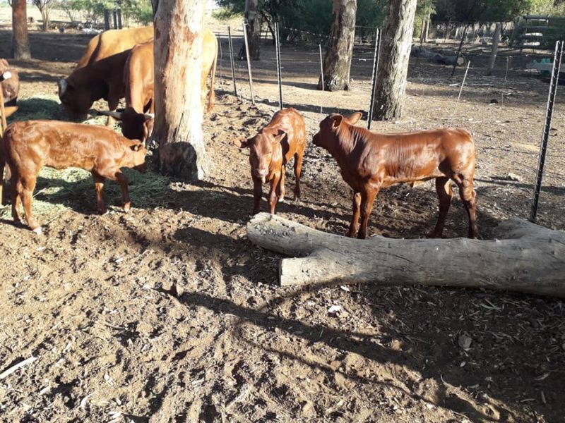 Buy cattle and calves online