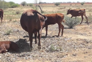 South African cattle and calves suppliers