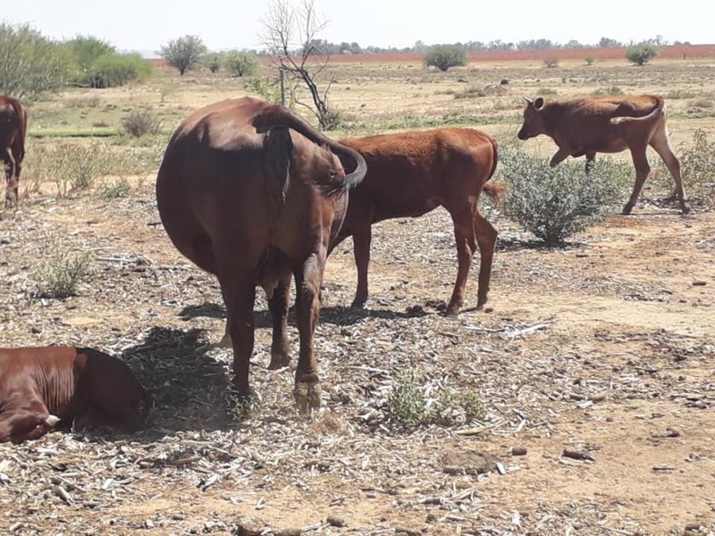 South African cattle and calves suppliers