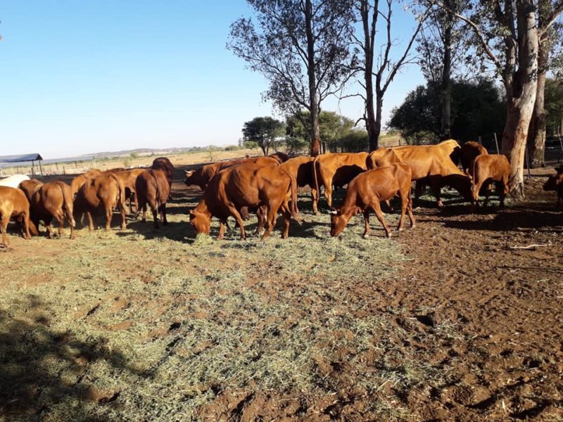 South African Beef and Dairy Cattle suppliers