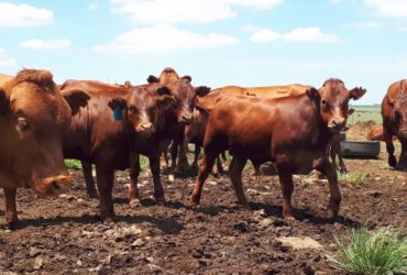 Order Beef and Dairy cattle online