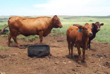 Buy Bulls and heifers online