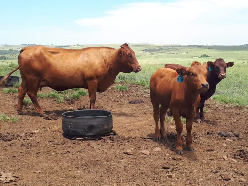 Buy Bulls and heifers online