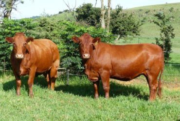 South African Bulls and Heifers suppliers