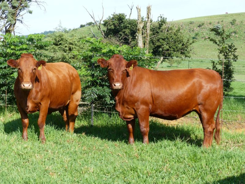 South African Bulls and Heifers suppliers