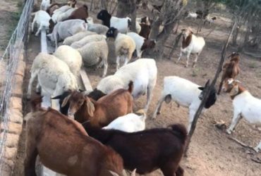 Order Boer and Kalahari goats online