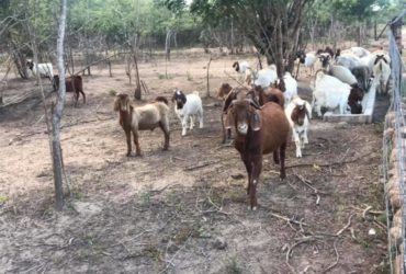 Buy Boer and Kalahari goats online