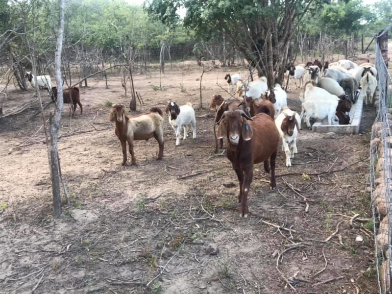 Buy Boer and Kalahari goats online