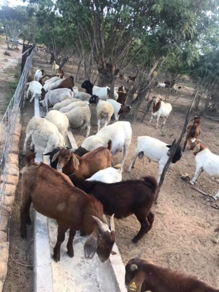 Order Boer and Kalahari goats online