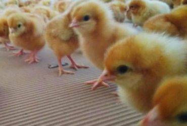 Order Day old and layer chickens online