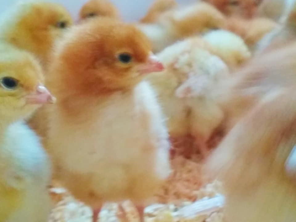 Where to order Day old and layer chickens