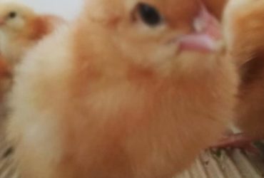 Day old and layer chickens for sale