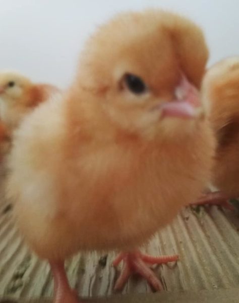 Day old and layer chickens for sale