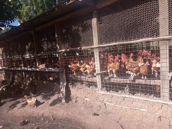 Where to order Day old and layer chickens