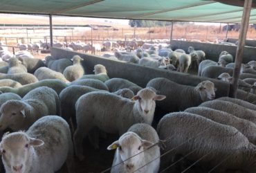 Buy dorper and Merino lambs online