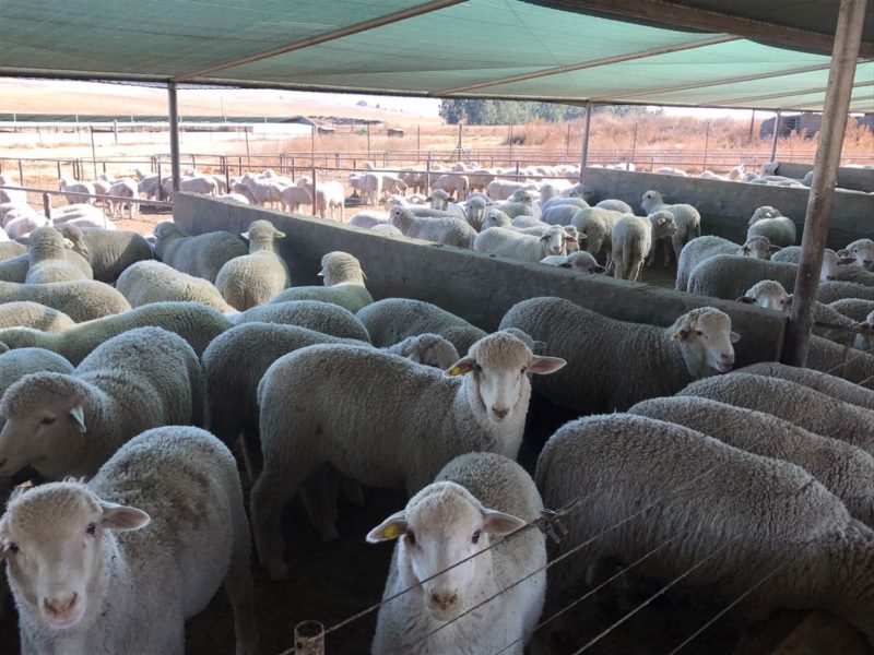 Buy dorper and Merino lambs online