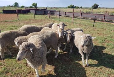 South African Dorper lamb suppliers