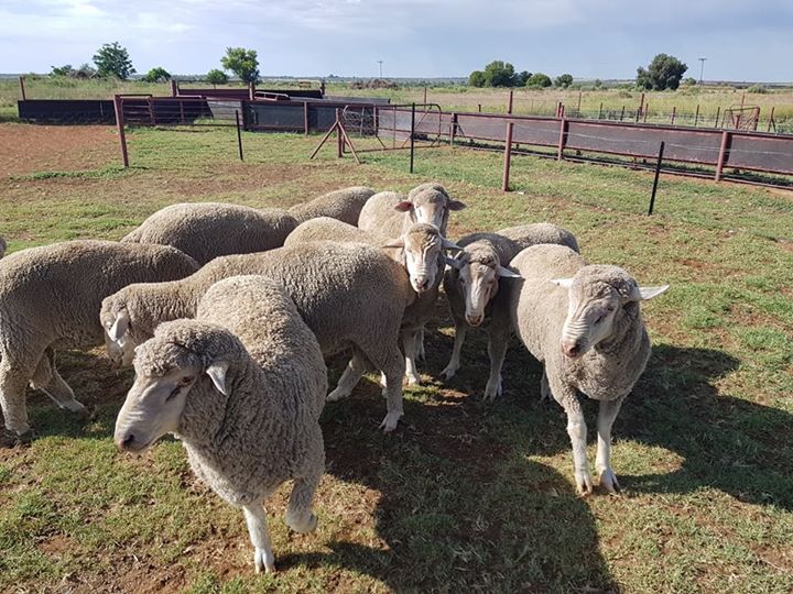 South African Dorper lamb suppliers