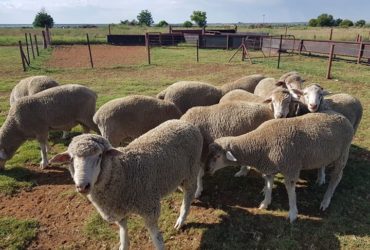 Order dorper and Merino lambs online