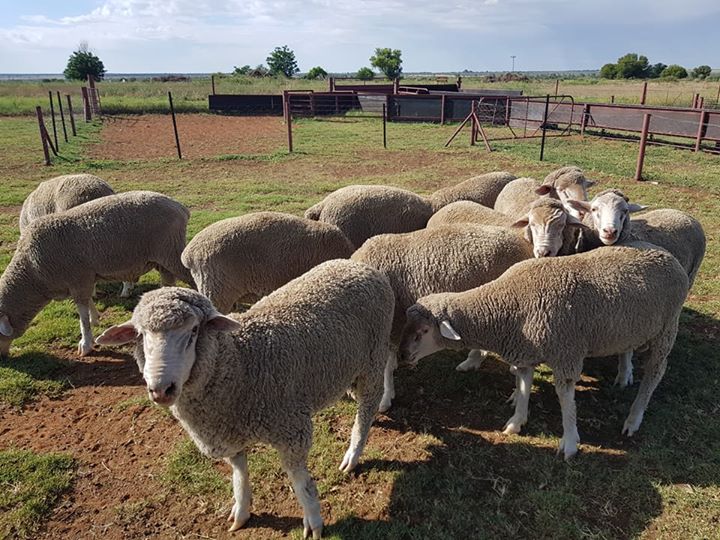 Order dorper and Merino lambs online