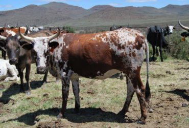 Bulls and heifers for sale