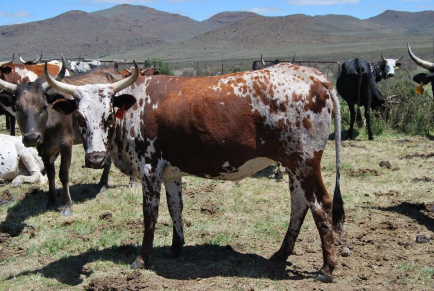 Bulls and heifers for sale