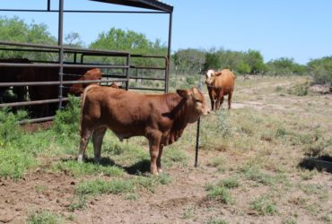 cattle and calves for sale