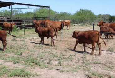 Where to order cattle and calves