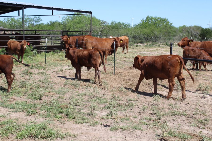 Where to order cattle and calves