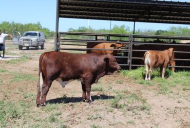 Beef and Dairy cattle for sale