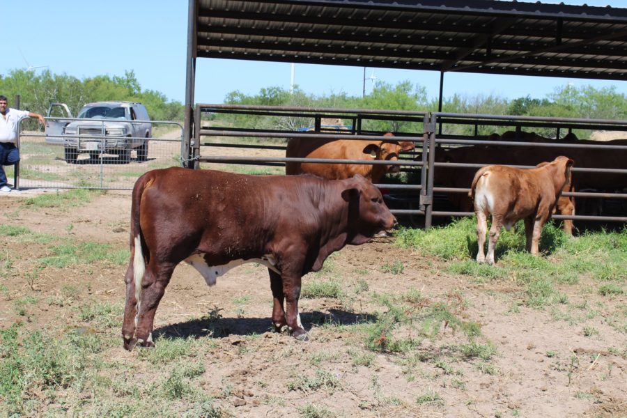 Beef and Dairy cattle for sale