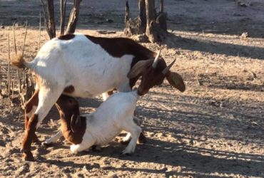 South African Boer goats suppliers