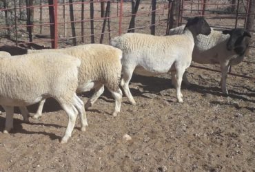 Dorper and Merino lambs for sale