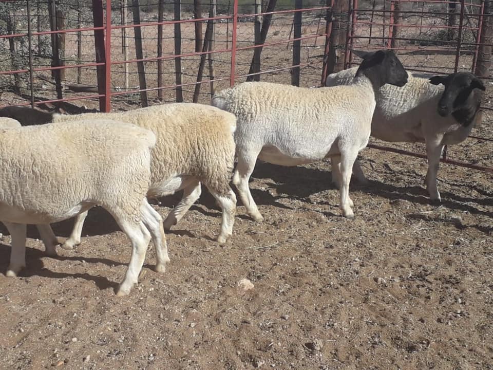 Dorper and Merino lambs for sale