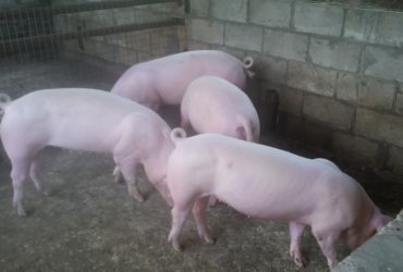 Buy Large white pigs and piglets online