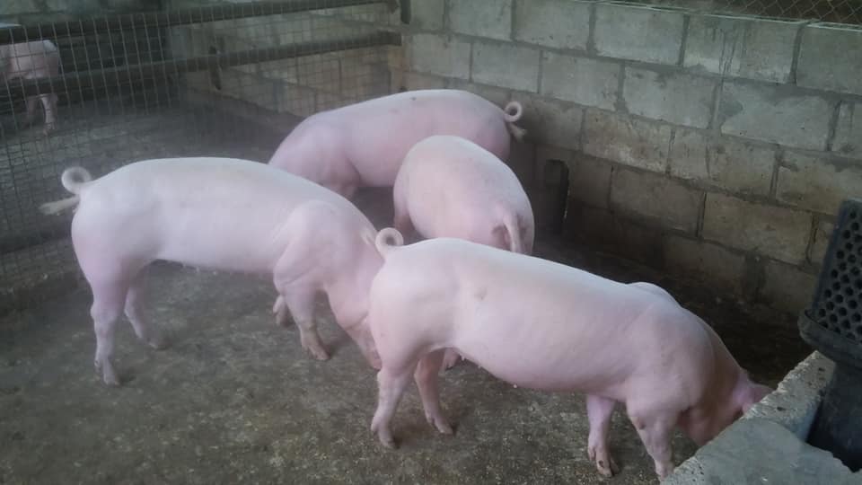 Buy Large white pigs and piglets online