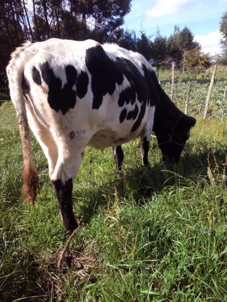 Beef and Dairy cattle for sale